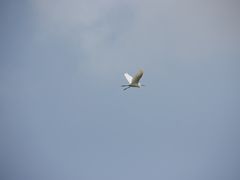 -盐洲岛