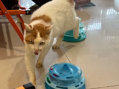 -平行世界·猫咖(首经贸店)