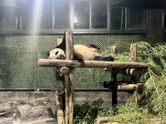 -上海野生动物园