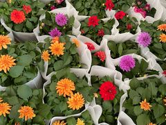 -循礼门鲜花花市(武汉循礼门店)