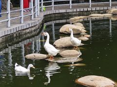 -莲湖公园