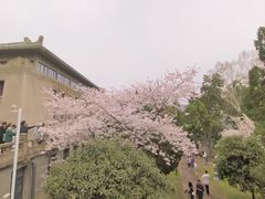 -武汉大学-樱园