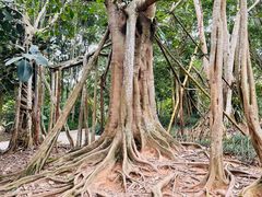 -中国科学院西双版纳热带植物园