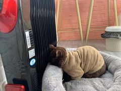 -喵屿·大理花园猫咖