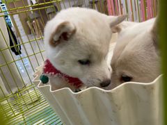 -柴犬小屋·柴餐厅·狗咖食堂(金鼎广场店)