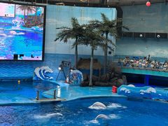-海合安成都极地海洋公园