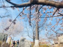 -桃花堤公园