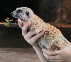 -Zoolung Zoolung动物主题公园(海信广场店)