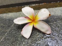 -三亚湾红树林度假世界(木棉酒店)