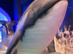 -海合安青岛极地海洋公园