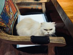 -more than meow吴止猫主题餐厅(承德 中船汇店)