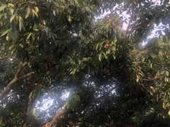 -满記土窑烧鷄波浪山莊