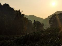 -龙井村