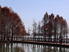 -贡湖湾湿地公园