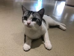 -藏猫猫咖啡主题馆(中央大道店)