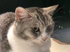 -猫儿山۰猫主题餐厅