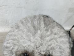 -暖阳宠物医院·犬猫康复中心·骨科