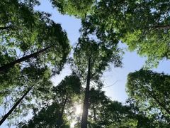 -黄海国家森林公园