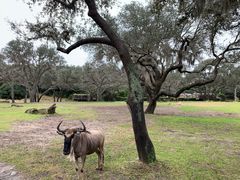 -奥兰多迪士尼动物王国乐园