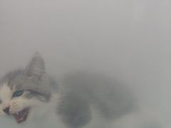 -联合动物医院(光谷诊疗中心)