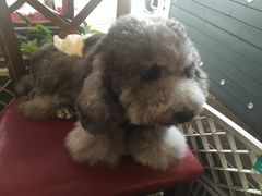 -more than meow吴止猫主题餐厅(承德 中船汇店)