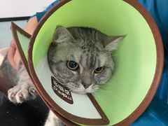 -嘉馨宠物医院·CT影像转诊·心脏科·犬猫全科诊疗中心(下沙大学城院区)
