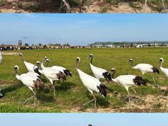 -盐城丹顶鹤湿地生态旅游区