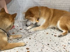 -柴务处·柴犬主题狗咖