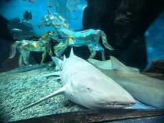 -合肥海洋世界