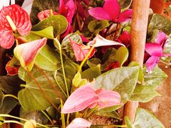 -秦美花卉(天朗·莱茵小城2期店)