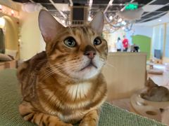 -猫和宫(六道口店)