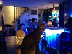 猫和Bar-Sirena海妖日咖夜酒
