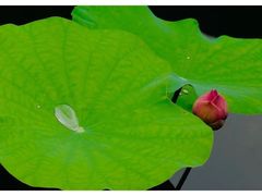 -新加坡植物园