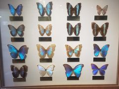 -上海昆虫博物馆