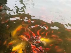 -莲湖公园