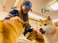 -豆柴町-柴犬主题狗咖(红鼎国际C座店)