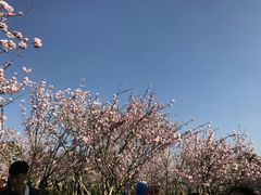 -天适樱花悠乐园