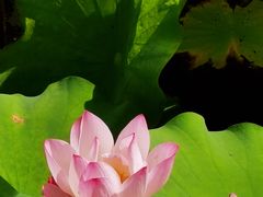 -陈家山荷花公园