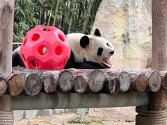 -上海野生动物园