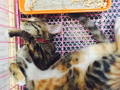 -猫的天空之城概念书店(杭州南宋御街店)