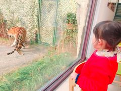 -上海野生动物园老虎餐厅