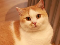 -米乐乖乖猫咪咖啡馆·猫咖(深圳湾后海汇店)