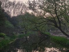 -上海共青森林公园