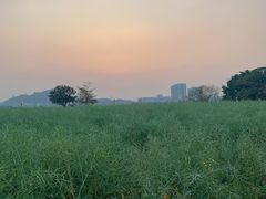 -光明小镇欢乐田园