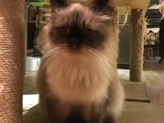 -more than meow吴止猫主题餐厅(承德 中船汇店)