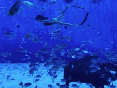 -上海海昌海洋公园