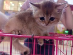 -万达广场(泰安泰山店)