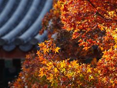 -香山公园