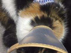 -艾贝尔宠物医院·狂犬免疫点(江山金象城店)