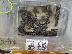 -中环花鸟鱼虫市场